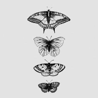 Tattly Temporary Tattoos - Butterflies
