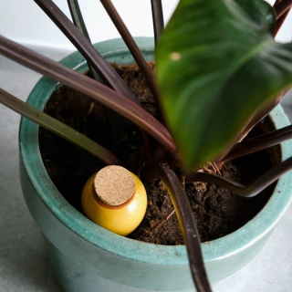 Pepin - Hydrating Olla - Mustard Yellow