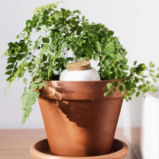 Pepin - Hydrating Olla - Pure White