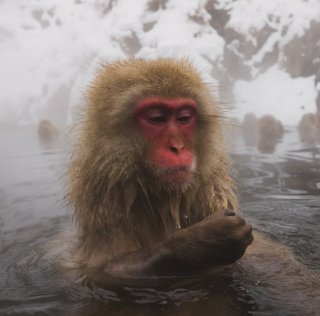 Onsen Saru Hot Spring Bath Soak