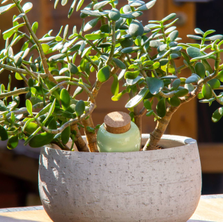 Pepin - Hydrating Olla - Green